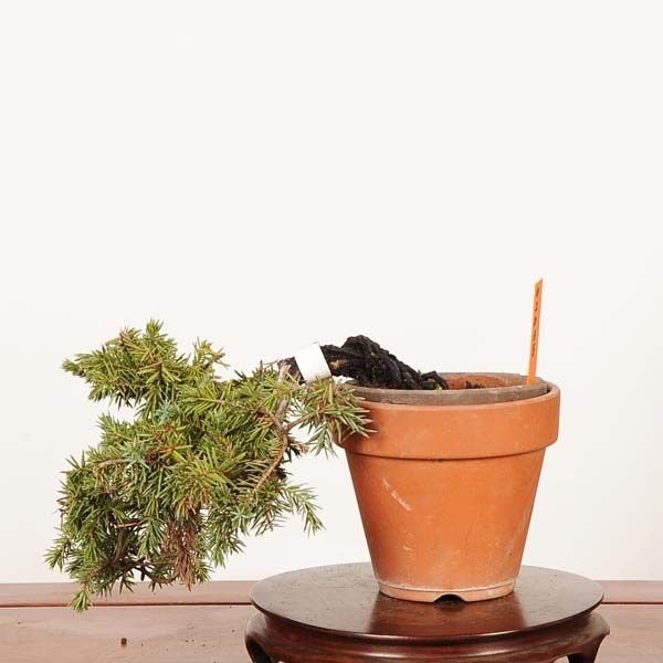 盆栽 ：杜松(としょう) 現品*トショウ Juniperus rigida Tosyo bonsai