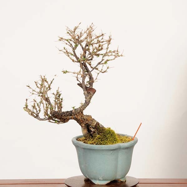 盆栽：金雀花(むれすずめ)*現品 一点物 ムレスズメ Muresuzume bonsai