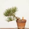 �ߺϡ����Ϲ���*���� ����ʪ �����ޤġ������ޥġ�Kuromatsu bonsai �����ߺ�