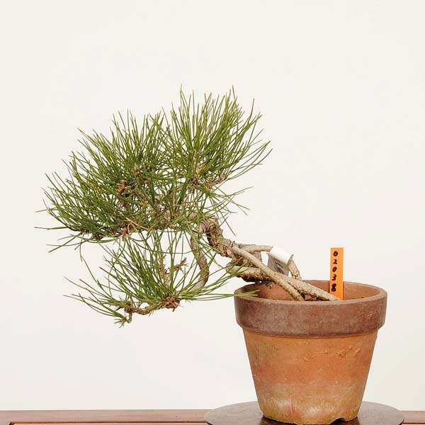 盆栽：三河黒松*現品 一点物 くろまつ クロマツ Kuromatsu bonsai 小品