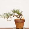 �ߺϡ����Ϲ���*���� ����ʪ �����ޤġ������ޥġ�Kuromatsu bonsai �����ߺ�