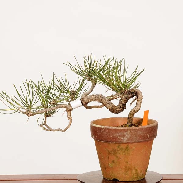 盆栽：三河黒松*現品 一点物 くろまつ クロマツ Kuromatsu bonsai 小品