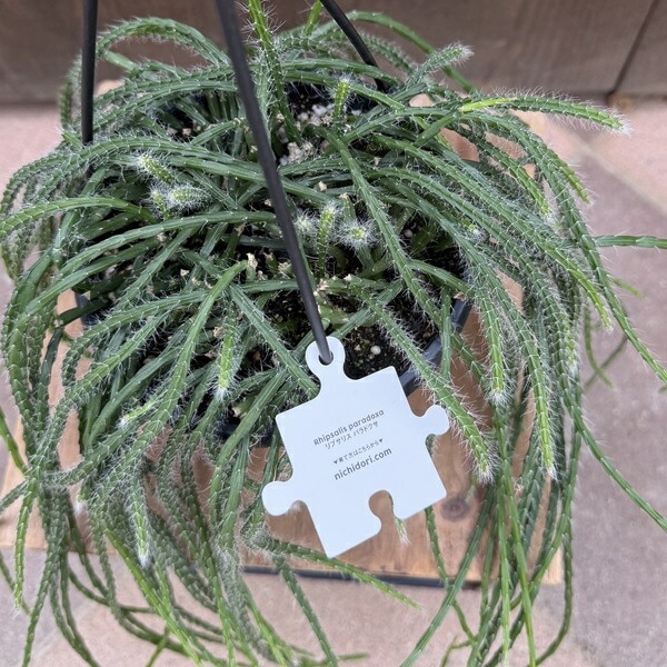 おしゃれ 観葉植物：リプサリス パラドクサ*5号 吊り鉢 | すべての商品