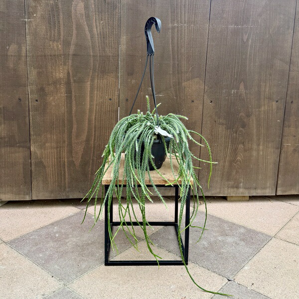 おしゃれ 観葉植物：リプサリス パラドクサ*5号 吊り鉢 | すべての商品