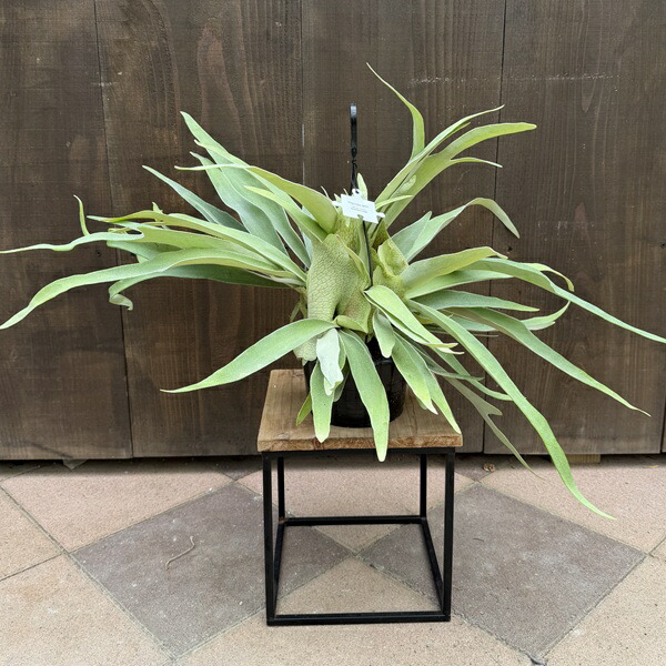 おしゃれ 観葉植物：ビカクシダ コウモリラン ビーチー*5号吊り
