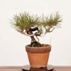 �ߺϡ��־��ʥ����ޥġ�*���� ����ʪ �����ޤ� Akamatsu bonsai �����ߺ�