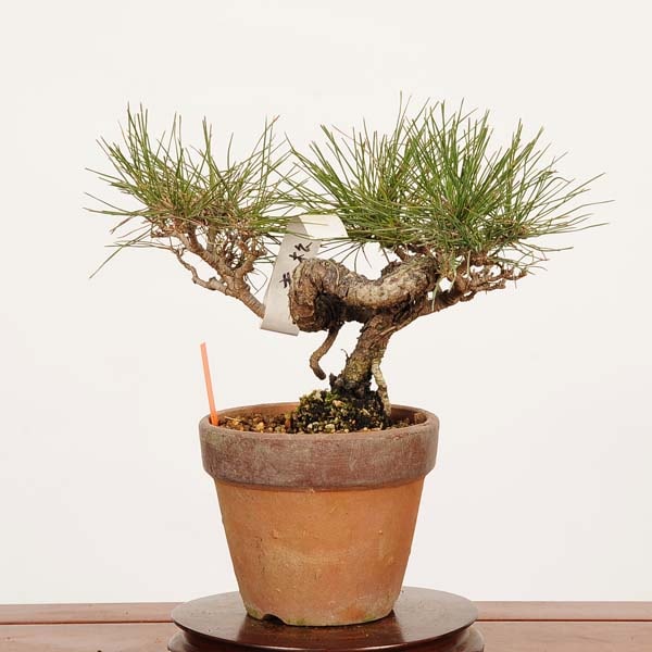 盆栽：赤松（アカマツ）*現品 一点物 あかまつ Akamatsu bonsai 小品
