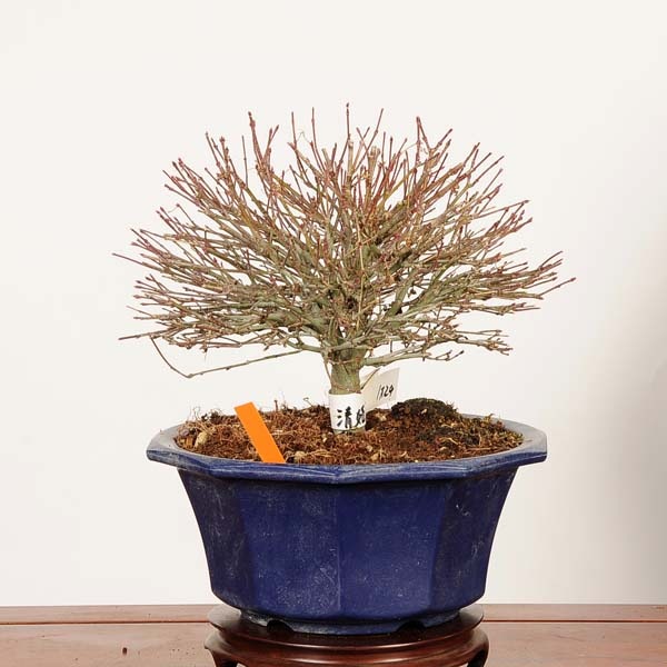 盆栽素材苗：清姫紅葉 現品*一点物 もみじ モミジ Acer momiji bonsai