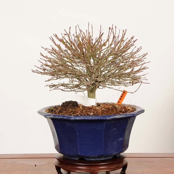 盆栽素材苗：清姫紅葉 現品*一点物 もみじ モミジ Acer momiji bonsai