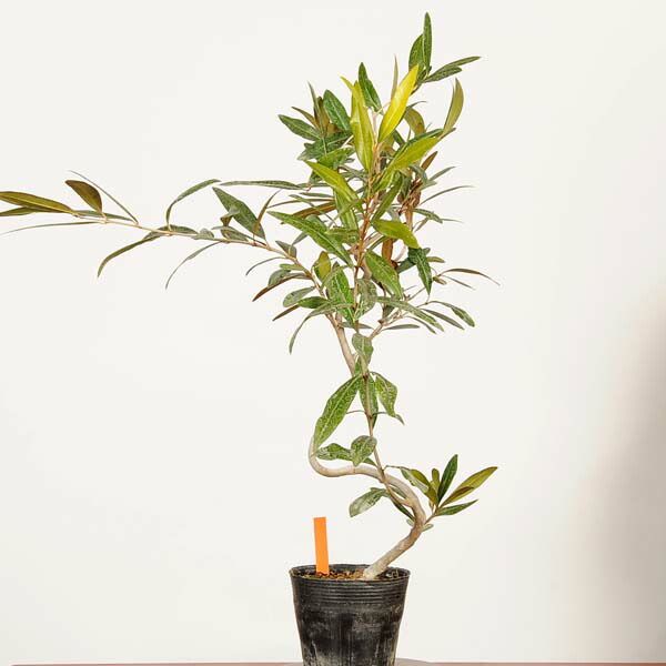 �ߺ��Ǻ��ġ����꡼�֤���*���� ����ʪ Olea europaea��olive bonsai �����ߺ�