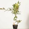 �ߺ��Ǻ��ġ����꡼�֤���*���� ����ʪ Olea europaea��olive bonsai �����ߺ�