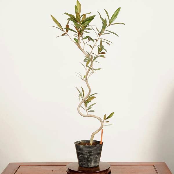 �ߺ��Ǻ��ġ����꡼�֤���*���� ����ʪ Olea europaea��olive bonsai �����ߺ�