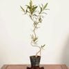 �ߺ��Ǻ��ġ����꡼�֤���*���� ����ʪ Olea europaea��olive bonsai �����ߺ�