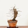 �ߺϡ�����(�����ߥ�󥷥祦�Х�)*���� ����ʪ �ˤ臘�� �˥復�ᡡniwaume bonsai �����ߺ�