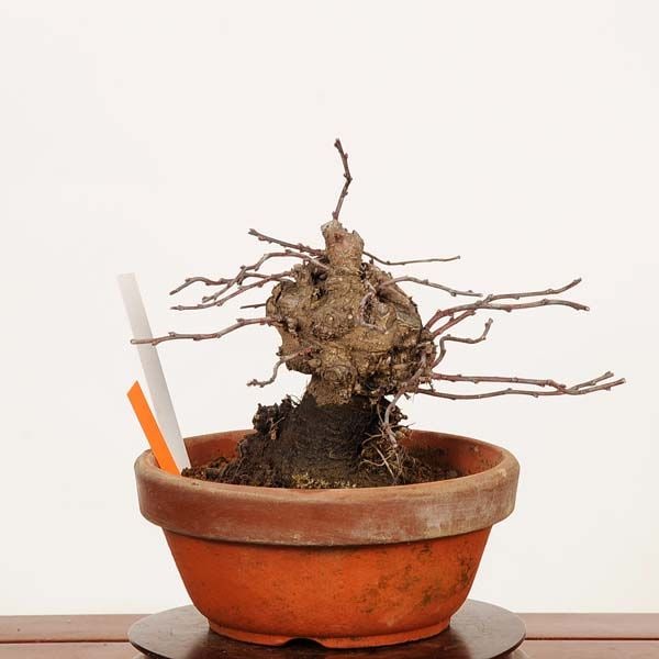 �ߺϡ�����(�����ߥ�󥷥祦�Х�)*���� ����ʪ �ˤ臘�� �˥復�ᡡniwaume bonsai �����ߺ�