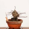 �ߺϡ�����(�����ߥ�󥷥祦�Х�)*���� ����ʪ �ˤ臘�� �˥復�ᡡniwaume bonsai �����ߺ�