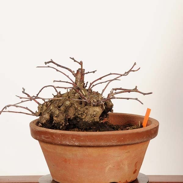 �ߺϡ�����(�����ߥ�󥷥祦�Х�)*���� ����ʪ �ˤ臘�� �˥復�ᡡniwaume bonsai �����ߺ�