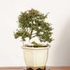 �ߺϡ�ŷ���ߡʤƤ�Τ��Ф���*���� ����ʪ �ƥ�Υ��Х���Tennoubai bonsai �����ߺ�