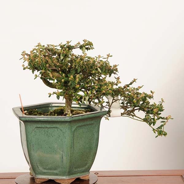 �ߺϡ�ŷ���ߡʤƤ�Τ��Ф���*���� ����ʪ �ƥ�Υ��Х���Tennoubai bonsai �����ߺ�