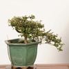 �ߺϡ�ŷ���ߡʤƤ�Τ��Ф���*���� ����ʪ �ƥ�Υ��Х���Tennoubai bonsai �����ߺ�