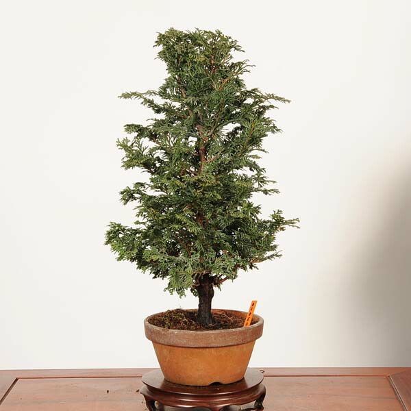 �ߺϡ��Ż�ɰ�ʤҤΤ��ˡ�����*���ҥΥ���hinoki  bonsai �����ߺ�