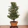 �ߺϡ��Ż�ɰ�ʤҤΤ��ˡ�����*���ҥΥ���hinoki  bonsai �����ߺ�
