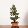 �ߺϡ��Ż�ɰ�ʤҤΤ��ˡ�����*���ҥΥ���hinoki  bonsai �����ߺ�