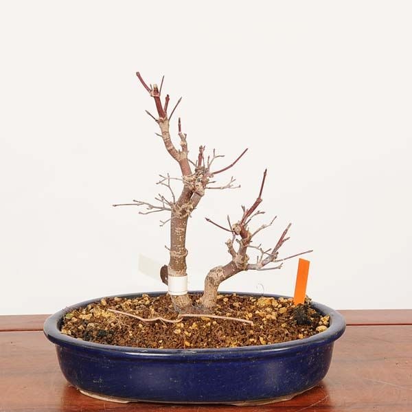 �ߺϡ����ϡ�����(�Ǥ��礦���礦)������*����ʪ ��ߤ�����ߥ���Momiji bonsai �����ߺ�
