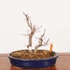�ߺϡ����ϡ�����(�Ǥ��礦���礦)������*����ʪ ��ߤ�����ߥ���Momiji bonsai �����ߺ�