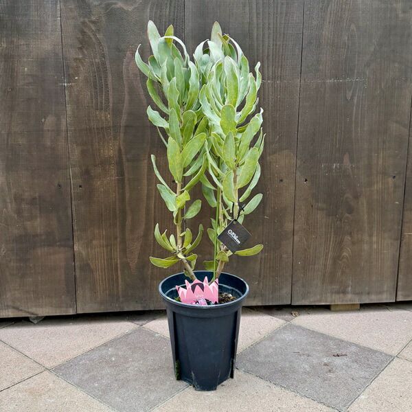 おしゃれ 観葉植物 花苗：プロテア シルビア*7号 | すべての商品