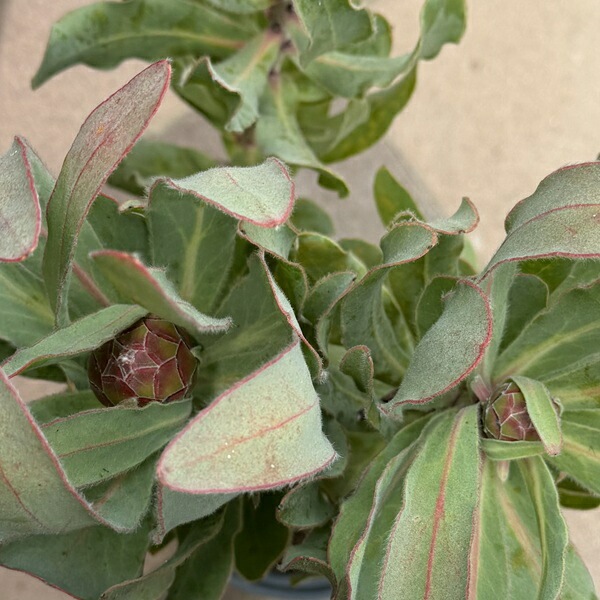 おしゃれ 観葉植物 花苗：プロテア シルビア*7号 | すべての商品