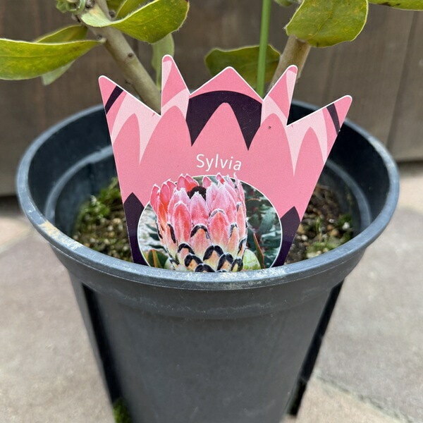 おしゃれ 観葉植物 花苗：プロテア シルビア*7号 | すべての商品