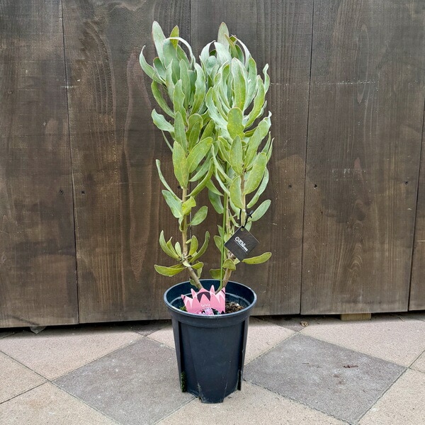 おしゃれ 観葉植物 花苗：プロテア シルビア*7号 | すべての商品