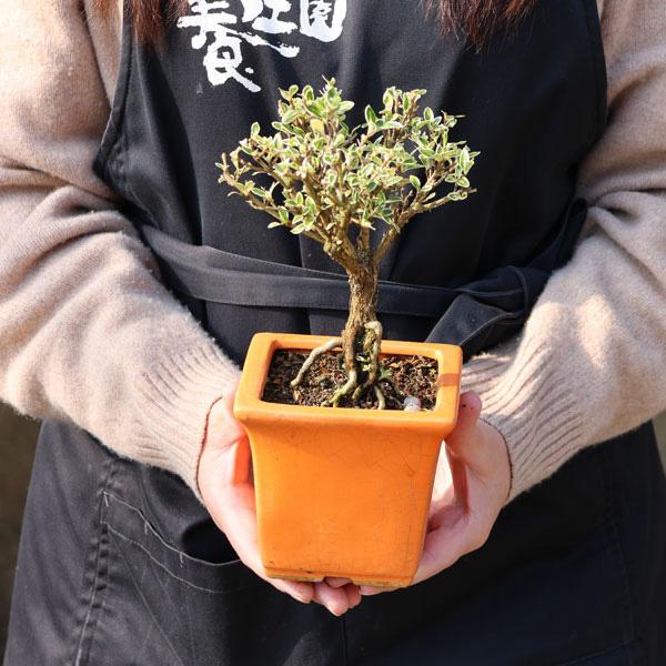 苗：斑入り白丁花*（正方橙陶器鉢入り）ふいりはくちょうげ
