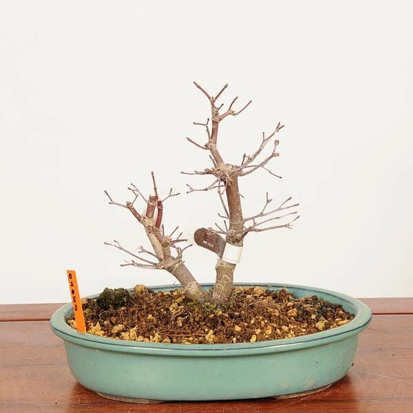 盆栽：出猩々紅葉(でしょうじょう) 現品*一点物 もみじ モミジ Momiji