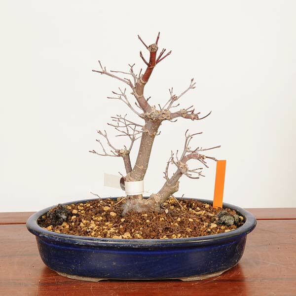 盆栽：出猩々紅葉(でしょうじょう) 現品*一点物 もみじ モミジ Momiji