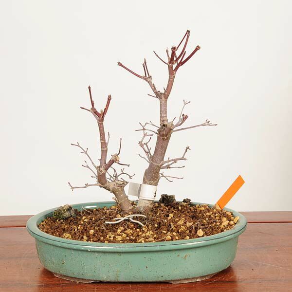 �ߺϡ����ϡ�����(�Ǥ��礦���礦)������*����ʪ ��ߤ�����ߥ���Momiji bonsai �����ߺ�