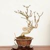 �ߺϡ����ڡʥ˥�������*���� ����ʪ �ˤ�������Euonymus alatus��Nishikigii bonsai �����ߺ�