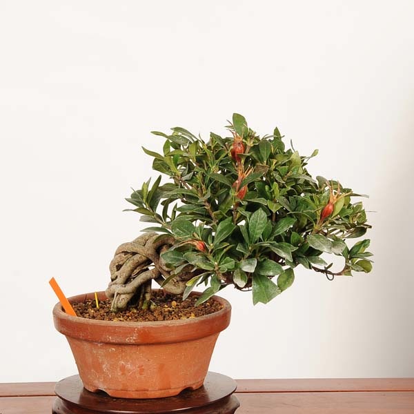 盆栽：実成梔子 *現品 一点物くちなし クチナシ Minarikuchinashi