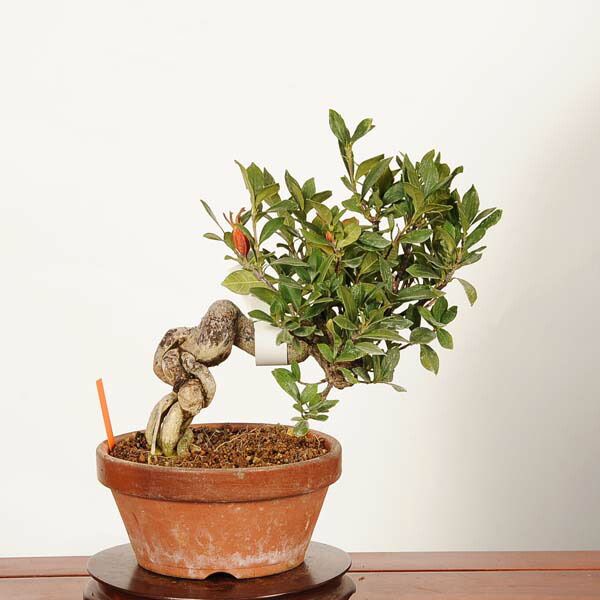 �ߺϡ��������  *���� ����ʪ�����ʤ��������ʥ���Minarikuchinashi�� bonsai �����ߺ�