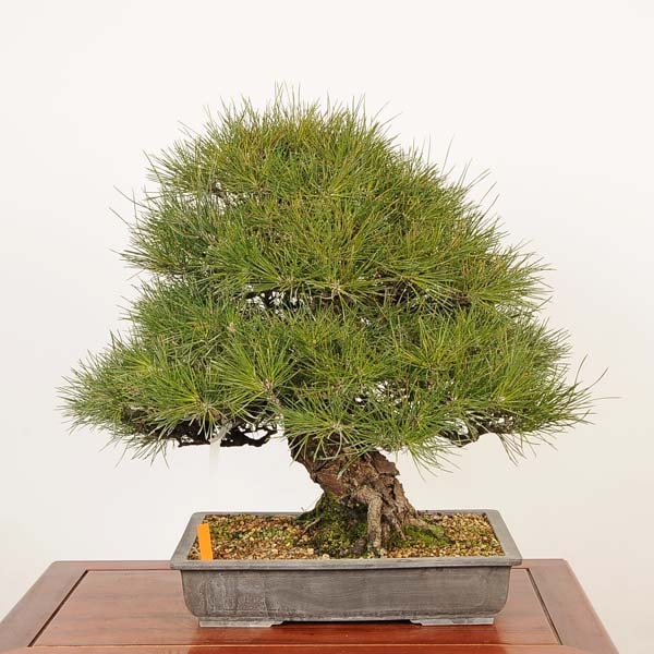 盆栽 特選：三河黒松*現品 一点物 くろまつ クロマツ kuromatsu 大品