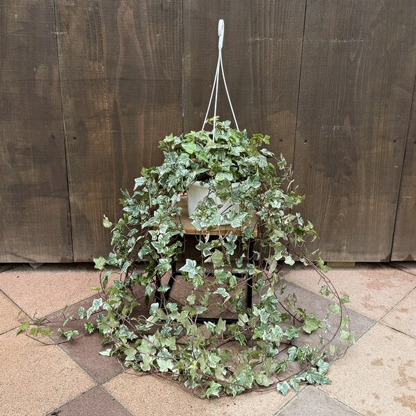 おしゃれ 観葉植物 アイビー：ヘデラ コリブリ*吊り鉢 Hedera helix