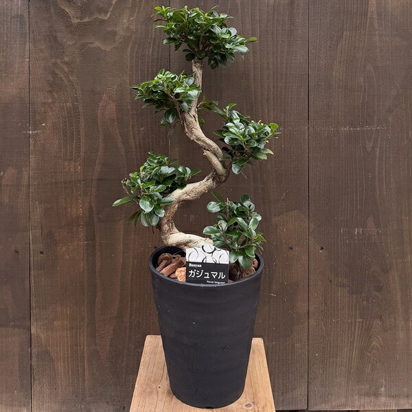 おしゃれ 観葉植物：ガジュマル 昇り竜 多幸の木 *7号 黒セラアート