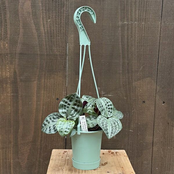 おしゃれ 観葉植物：ゲオゲナンサス ポエピギー*4号 吊り鉢