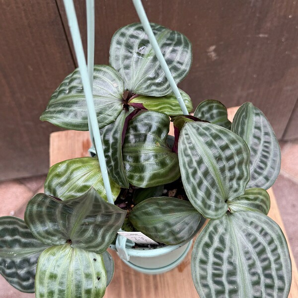 おしゃれ 観葉植物：ゲオゲナンサス ポエピギー*4号 吊り鉢