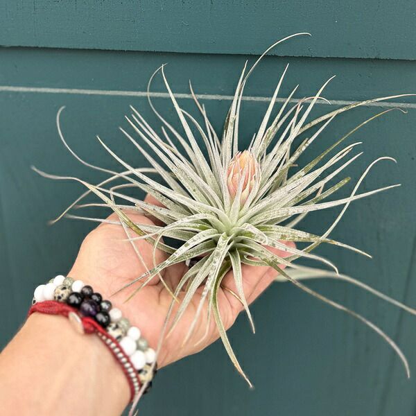 おしゃれ 観葉植物 エアープランツ：チランジア コットンキャンディ