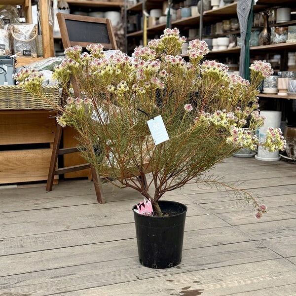 おしゃれ 観葉植物 花苗 ジョーイセルリア：セルリア ラズベリー