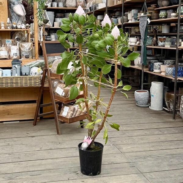 おしゃれ 観葉植物 花苗：プロテア キングピンク*7号 現品をお届け