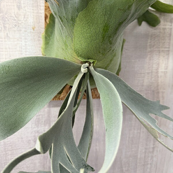 おしゃれ 観葉植物:ビカクシダ コウモリラン ウィリンキー おしゃれ 観葉植物:ビカクシダ コウモリラン ウィリンキー