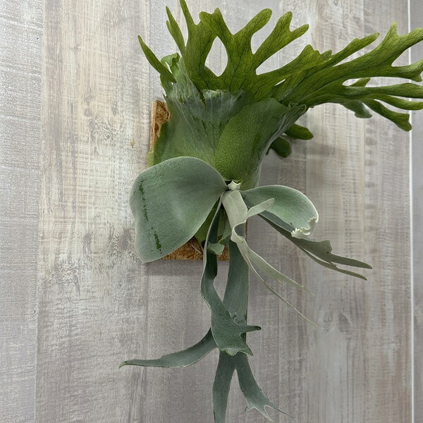 おしゃれ 観葉植物：ビカクシダ コウモリラン ウィリンキー イエロー